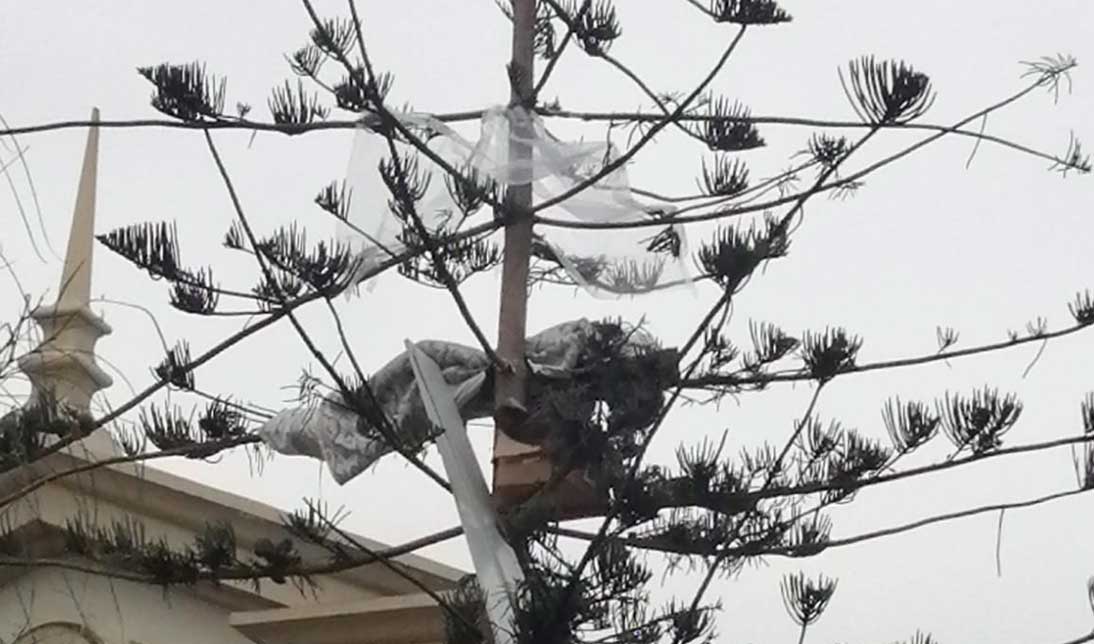 Denuncian nuevo caso de ruco sobre un árbol en Antofagasta - Timeline