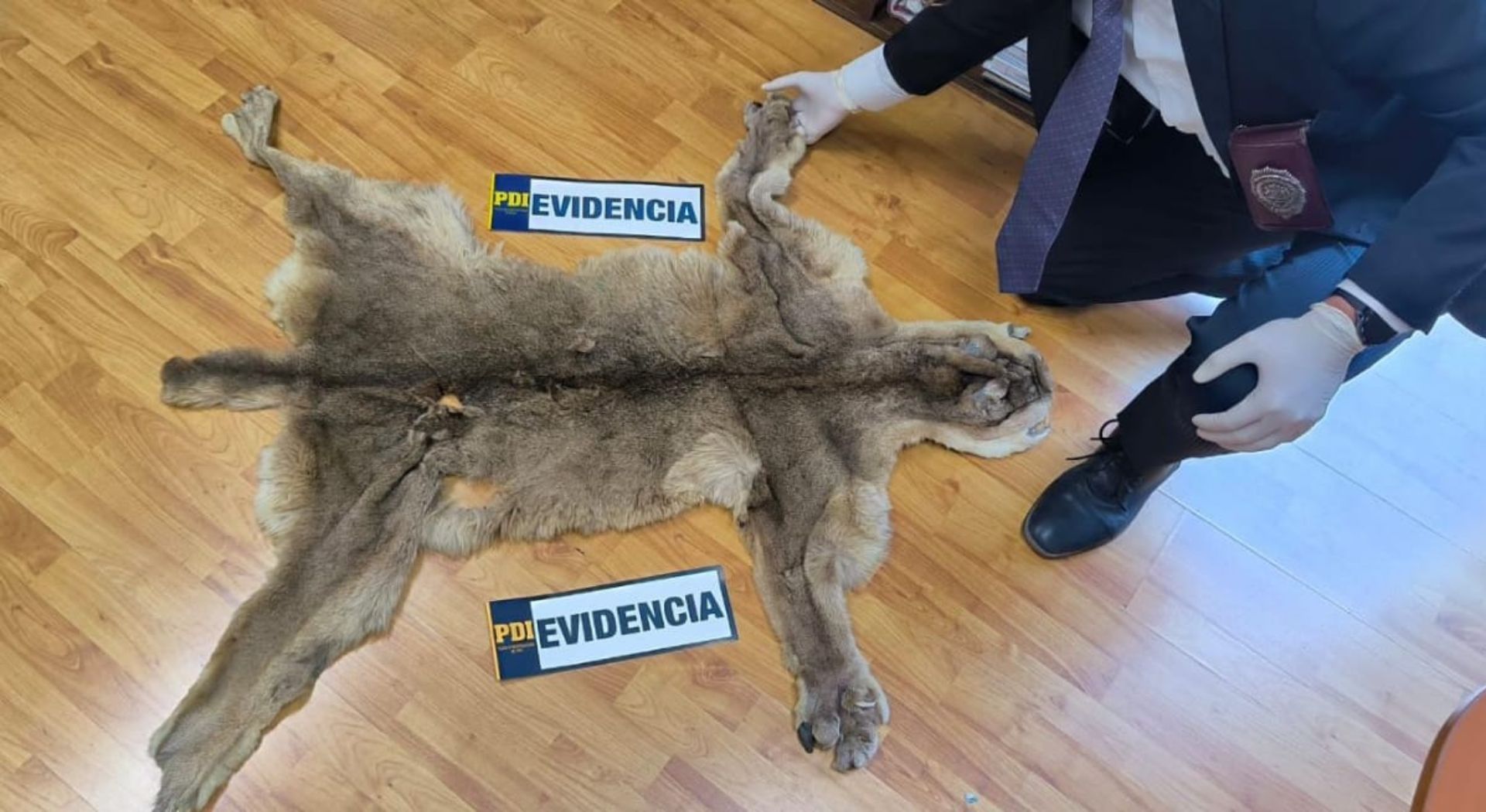 puma de piel