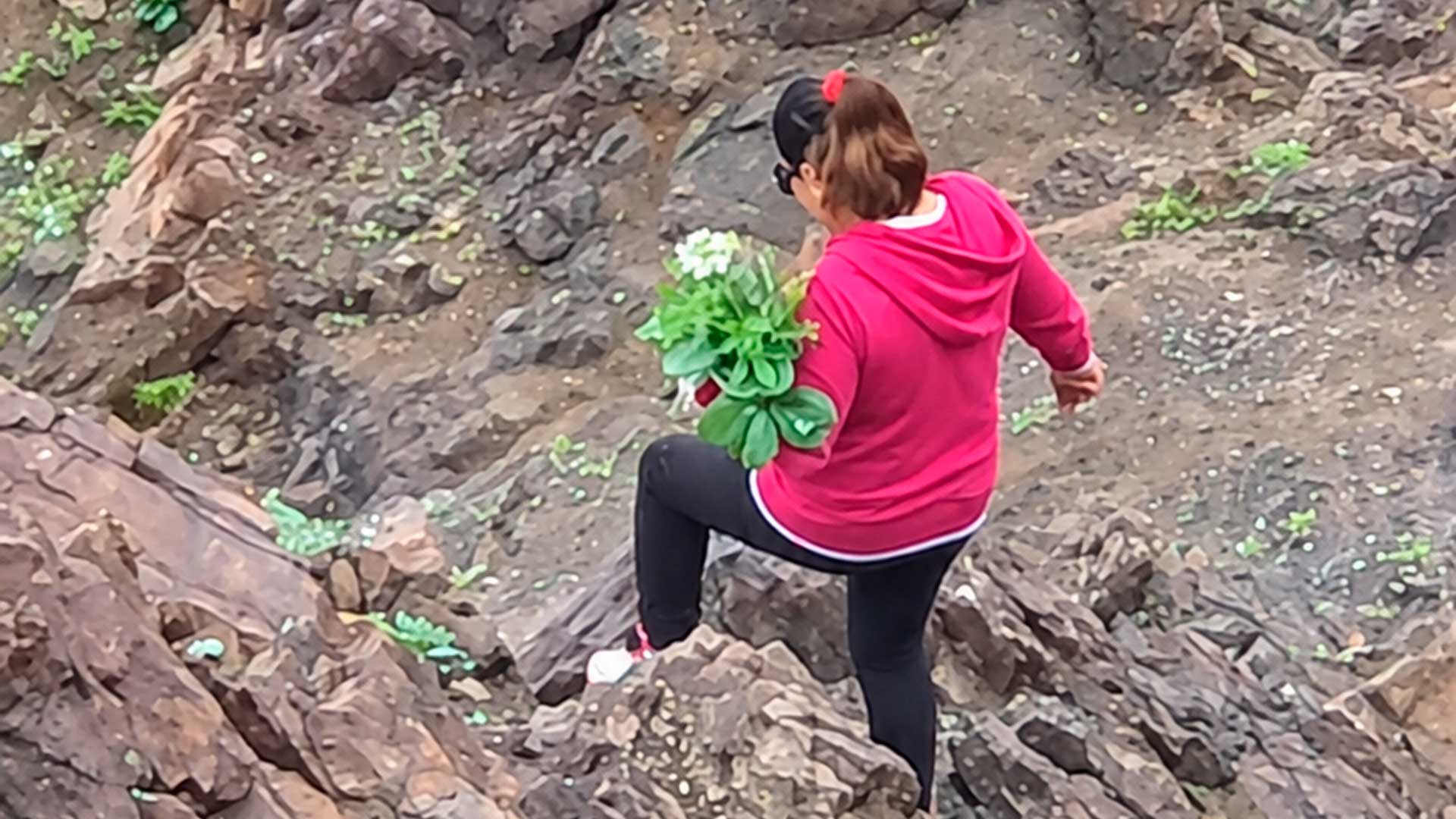 Alerta en Antofagasta: Denuncian extracción ilegal de especies endémicas en la Reserva Nacional La Chimba